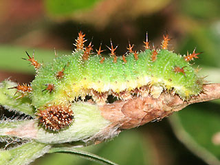 Halberwachsene Raupe Limenitis camilla Kleiner Eisvogel White Admiral