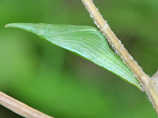 grne Freilandpuppe Aurorafalter Anthocharis cardamines Orange Tip