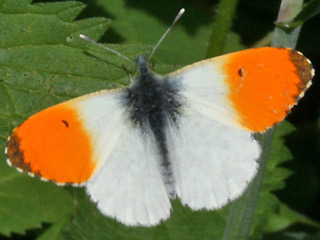 Mnnchen Aurorafalter Anthocharis cardamines Orange Tip