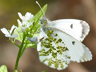 Weibchen bei Eiablage Aurorafalter Anthocharis cardamines Orange Tip