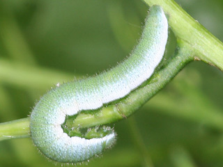 erwachsene Raupe Aurorafalter Anthocharis cardamines Orange Tip