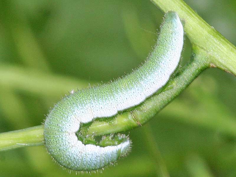 Aurorafalter Anthocharis cardamines Orange Tip