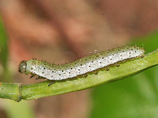 Jungraupe Aurorafalter Anthocharis cardamines Orange Tip