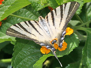Falter Türkei  Segelfalter Iphiclides podalirius Scarce Swallowtail