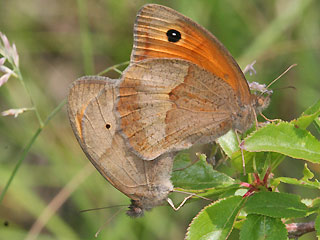 Paarung Groes Ochsenauge Maniola jurtina Meadow Brown (7303 Byte)