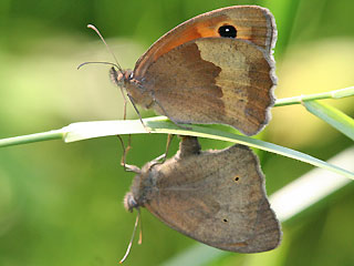 Paarung Groes Ochsenauge Maniola jurtina Meadow Brown