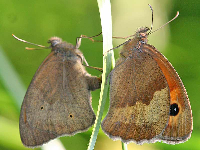 Groes Ochsenauge Maniola jurtina Meadow Brown