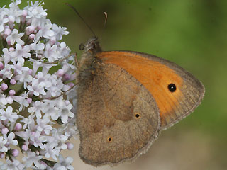 Mnnchen Groes Ochsenauge Maniola jurtina Meadow Brown