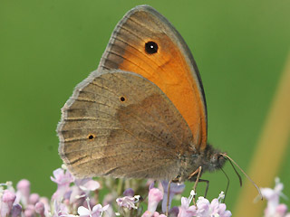 Mnnchen Groes Ochsenauge Maniola jurtina Meadow Brown