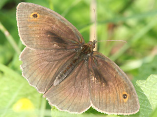 Mnnchen Groes Ochsenauge Maniola jurtina Meadow Brown