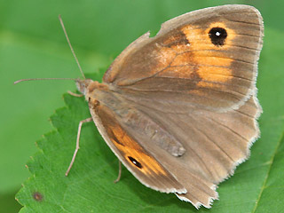 Weibchen Groes Ochsenauge Maniola jurtina Meadow Brown