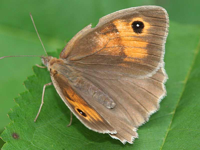 Groes Ochsenauge Maniola jurtina Meadow Brown