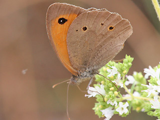 Mnnchen Groes Ochsenauge Maniola jurtina Meadow Brown