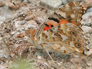 Vanessa cardui Distelfalter Painted Lady Wanderfalfter