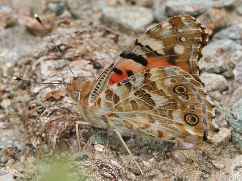 Distelfalter Vanessa cardui Painted Lady