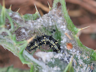 Raupe im Gespinst Vanessa cardui Distelfalter Painted Lady Wanderfalfter