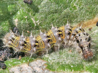 Raupe Vanessa cardui Distelfalter Painted Lady Wanderfalfter