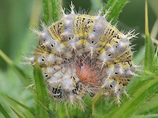 Raupe Vanessa cardui Distelfalter Painted Lady Wanderfalfter