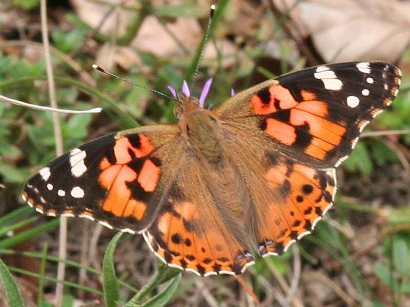 Distelfalter Vanessa cardui Painted Lady