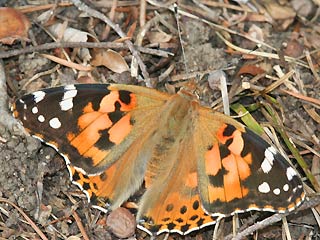 Vanessa cardui Distelfalter Painted Lady Wanderfalfter