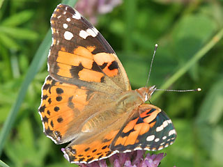 Vanessa cardui Distelfalter Painted Lady Wanderfalfter