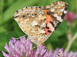 Vanessa cardui Distelfalter Painted Lady Wanderfalfter