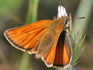 Weibchen Braunkolbiger Braundickkopffalter Thymelicus sylvestris Small Skipper