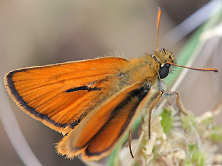 Braunkolbiger Braundickkopffalter Thymelicus sylvestris Small Skipper
