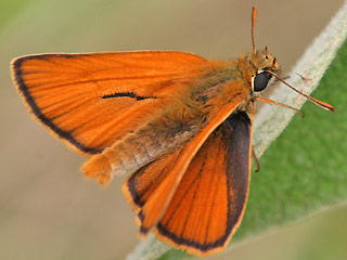 Braunkolbiger Braundickkopffalter Thymelicus sylvestris Small Skipper
