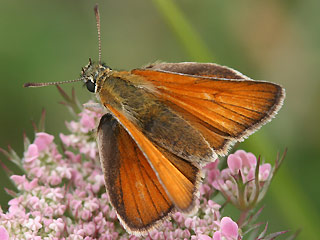 Weibchen Braunkolbiger Braundickkopffalter Thymelicus sylvestris Small Skipper