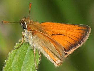 Braunkolbiger Braundickkopffalter Thymelicus sylvestris Small Skipper