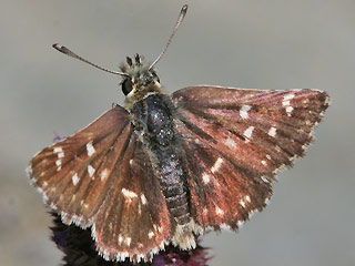 Roter Wrfel-Dickkopffalter   Spialia sertorius   Red Underwing Skipper 