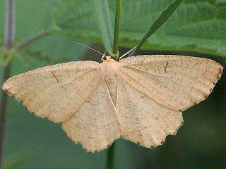 Angerona prunaria Schlehenspanner Orange Moth