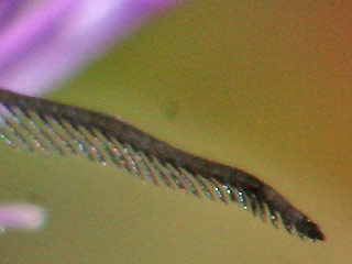 Fühler Männchen Jordanita globulariae Flockenblumen-Grünwidderchen 