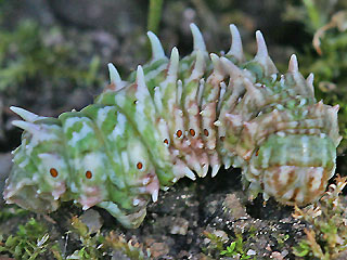 Raupe Apochima flabellaria