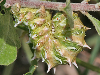 Raupe Apochima flabellaria