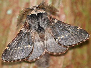 Männchen Kleine Pappelglucke   Poecilocampa populi   December Moth