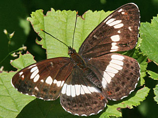 Limenitis camilla Kleiner Eisvogel White Admiral