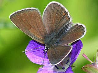 Polyommatus eumedon  Storchschnabelbluling  Geranium Argus