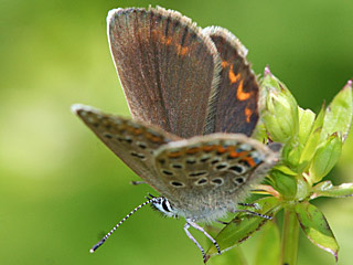 Plebeius argus  Geiklee-Bluling Silver-studded Blue