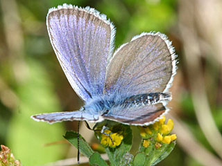 Plebeius argus  Geiklee-Bluling Silver-studded Blue