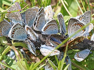 Plebeius argus  Geiklee-Bluling Silver-studded Blue