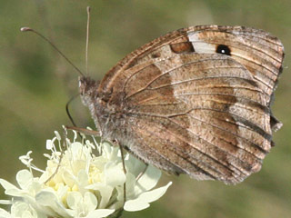 Chazara briseis  Berghexe  The Hermit