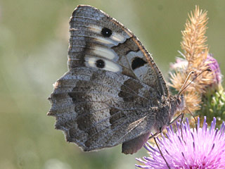 Chazara briseis  Berghexe  The hermit