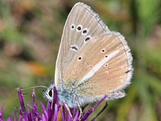 Polyommatus damon Weidolch-Bluling  Groer Esparsettenbluling Damon Blue