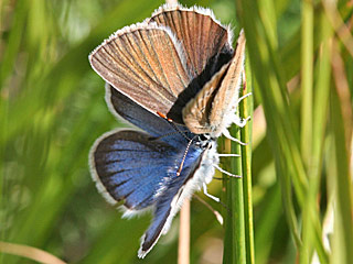 Polyommatus damon Weidolch-Bluling  Groer Esparsettenbluling Damon Blue