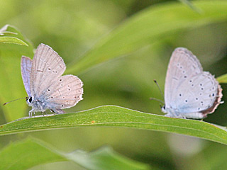 Everes decolorata stlicher Kurzschwnziger Bluling Eastern Short-tailed Blue