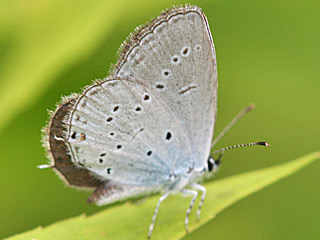 Everes decolorata stlicher Kurzschwnziger Bluling Eastern Short-tailed Blue