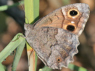 S�dlicher Walportier  Satyrus ferula   Great Sooty Satyr