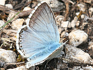 Polyommratus coridon Sibergrüner Bläuling Chalkhill Blue Lysandra coridon l